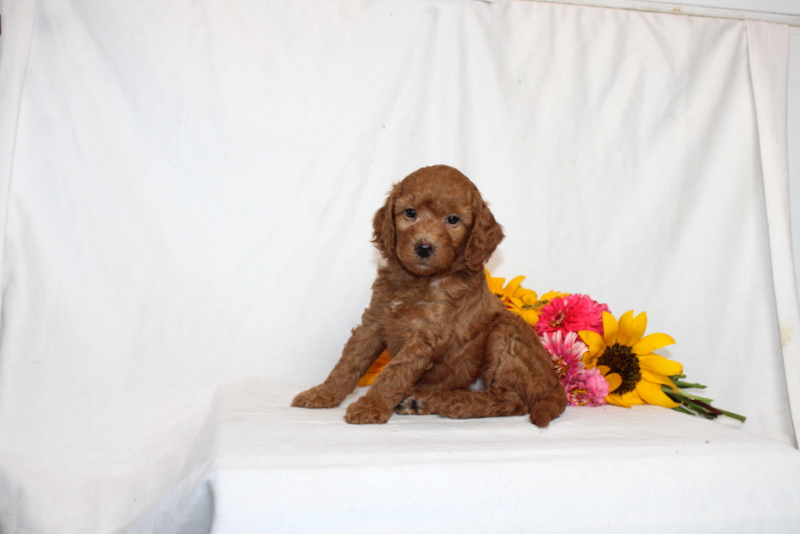 puppy, for, sale, Mini Goldendoodle F1B, Matthew B. Stoltzfus, dog, breeder, Gap, PA, dog-breeder, puppy-for-sale, forsale, nearby, find, puppyfind, locator, puppylocator, aca